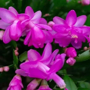 Purple Christmas Cactus Live Plants - Schlumbergera Flower, 4-6 Inch Tall, 2 Per Pot, Indoor/Outdoor - Image 2