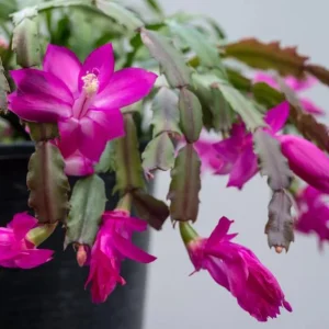 Purple Christmas Cactus Live Plants - Schlumbergera Flower, 4-6 Inch Tall, 2 Per Pot, Indoor/Outdoor - Image 3