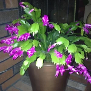 Purple Christmas Cactus Live Plants - Schlumbergera Flower, 4-6 Inch Tall, 2 Per Pot, Indoor/Outdoor - Image 4
