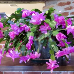 Purple Christmas Cactus Live Plants - Schlumbergera Flower, 4-6 Inch Tall, 2 Per Pot, Indoor/Outdoor - Image 5