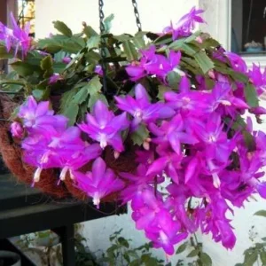 Purple Christmas Cactus Live Plants - Schlumbergera Flower, 4-6 Inch Tall, 2 Per Pot, Indoor/Outdoor - Image 6