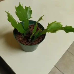 Purple Christmas Cactus Live Plants - Schlumbergera Flower, 4-6 Inch Tall, 2 Per Pot, Indoor/Outdoor - Image 7