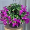 Purple Christmas Cactus Live Plants - Schlumbergera Flower, 4-6 Inch Tall, 2 Per Pot, Indoor/Outdoor - Image 1