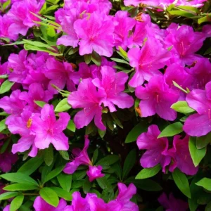 Purple Formosa Azalea Live Plant – Vibrant Large Purple Blooms – Hardy Shrub 4-8 Inch Tall - Image 2