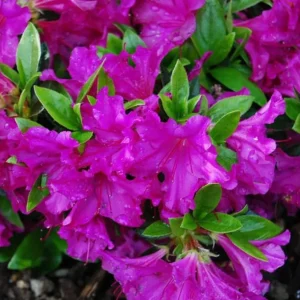 Purple Formosa Azalea Live Plant – Vibrant Large Purple Blooms – Hardy Shrub 4-8 Inch Tall - Image 3