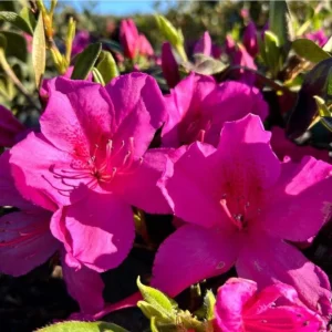 Purple Formosa Azalea Live Plant – Vibrant Large Purple Blooms – Hardy Shrub 4-8 Inch Tall - Image 4