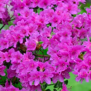 Purple Formosa Azalea Live Plant – Vibrant Large Purple Blooms – Hardy Shrub 4-8 Inch Tall - Image 5