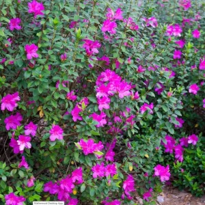 Purple Formosa Azalea Live Plant – Vibrant Large Purple Blooms – Hardy Shrub 4-8 Inch Tall - Image 6