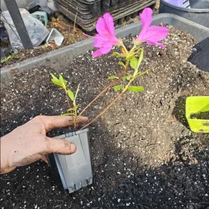 Purple Formosa Azalea Live Plant – Vibrant Large Purple Blooms – Hardy Shrub 4-8 Inch Tall - Image 8