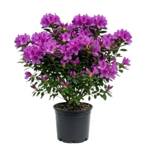 Purple Formosa Azalea Live Plant – Vibrant Large Purple Blooms – Hardy Shrub 4-8 Inch Tall - Image 1
