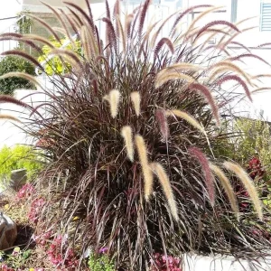 Purple Fountain Grass Live Plant, Pennisetum Rubrum, Ornamental, 4-6 Inch Tall - Image 10
