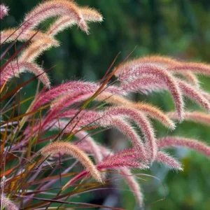 Purple Fountain Grass Live Plant, Pennisetum Rubrum, Ornamental, 4-6 Inch Tall - Image 2