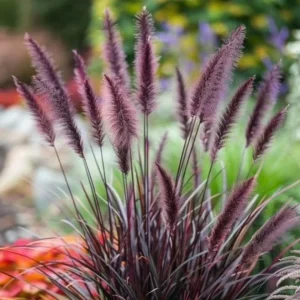 Purple Fountain Grass Live Plant, Pennisetum Rubrum, Ornamental, 4-6 Inch Tall - Image 3