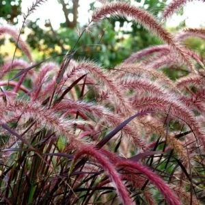 Purple Fountain Grass Live Plant, Pennisetum Rubrum, Ornamental, 4-6 Inch Tall - Image 4