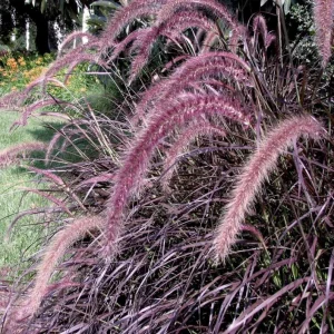 Purple Fountain Grass Live Plant, Pennisetum Rubrum, Ornamental, 4-6 Inch Tall - Image 5