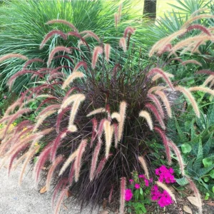 Purple Fountain Grass Live Plant, Pennisetum Rubrum, Ornamental, 4-6 Inch Tall - Image 6