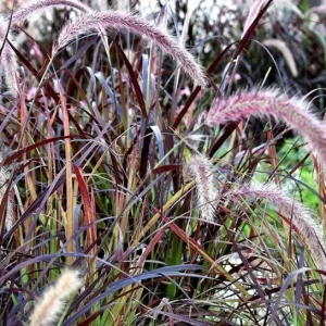 Purple Fountain Grass Live Plant, Pennisetum Rubrum, Ornamental, 4-6 Inch Tall - Image 7