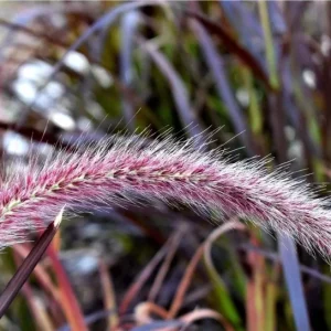 Purple Fountain Grass Live Plant, Pennisetum Rubrum, Ornamental, 4-6 Inch Tall - Image 8