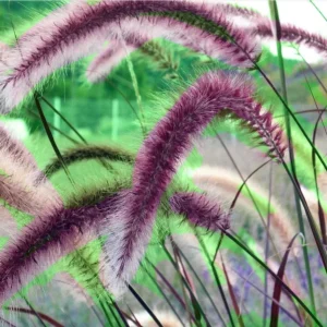 Purple Fountain Grass Live Plant, Pennisetum Rubrum, Ornamental, 4-6 Inch Tall - Image 9