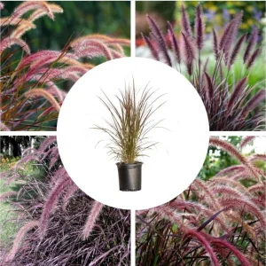 Purple Fountain Grass Live Plant, Pennisetum Rubrum, Ornamental, 4-6 Inch Tall - Image 1
