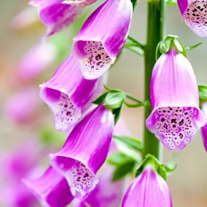 Purple Foxglove Live Plant - Hardy Perennial, 2-4 Inch Tall, 3 Inch Pot - Image 2