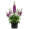 Purple Foxglove Live Plant - Hardy Perennial, 2-4 Inch Tall, 3 Inch Pot - Image 1