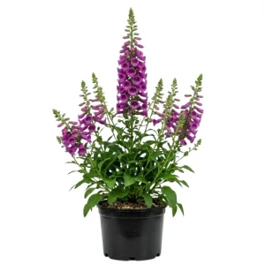Purple Foxglove Live Plant - Hardy Perennial, 2-4 Inch Tall, 3 Inch Pot - Image 1