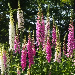 Purple Foxglove Live Plant - Hardy Perennial, 2-4 Inch Tall, 3 Inch Pot - Image 3
