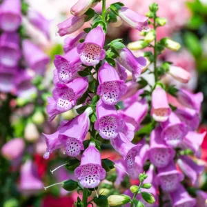 Purple Foxglove Live Plant - Hardy Perennial, 2-4 Inch Tall, 3 Inch Pot - Image 4