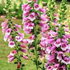Purple Foxglove Live Plant - Hardy Perennial, 2-4 Inch Tall, 3 Inch Pot - Image 5