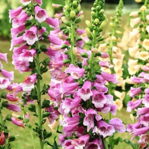 Purple Foxglove Live Plant - Hardy Perennial, 2-4 Inch Tall, 3 Inch Pot - Image 6
