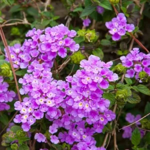 Purple Lantana Live Plant – Fragrant Perennial Flowers 4-6 Inch Tall - Image 1