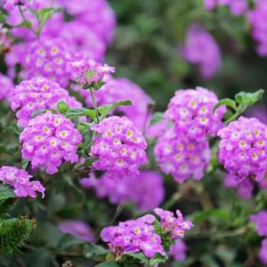Purple Lantana Live Plant – Fragrant Perennial Flowers 4-6 Inch Tall - Image 2