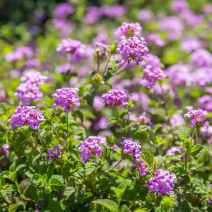 Purple Lantana Live Plant – Fragrant Perennial Flowers 4-6 Inch Tall - Image 3