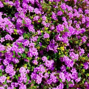 Purple Lantana Live Plant – Fragrant Perennial Flowers 4-6 Inch Tall - Image 4