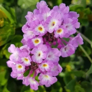 Purple Lantana Live Plant – Fragrant Perennial Flowers 4-6 Inch Tall - Image 6