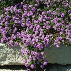 Purple Lantana Live Plant – Fragrant Perennial Flowers 4-6 Inch Tall - Image 7