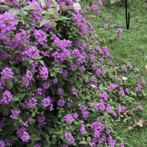 Purple Lantana Live Plant Set, 6-10 Inches Tall, Perennial for Outdoor Gardens - Image 10