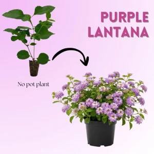 Purple Lantana Live Plant Set, 6-10 Inches Tall, Perennial for Outdoor Gardens - Image 2