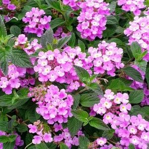 Purple Lantana Live Plant Set, 6-10 Inches Tall, Perennial for Outdoor Gardens - Image 3