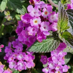 Purple Lantana Live Plant Set, 6-10 Inches Tall, Perennial for Outdoor Gardens - Image 4