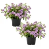 Purple Lantana Live Plant Set, 6-10 Inches Tall, Perennial for Outdoor Gardens - Image 1