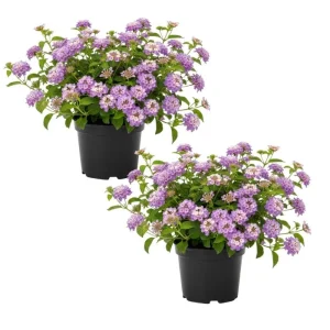 Purple Lantana Live Plant Set, 6-10 Inches Tall, Perennial for Outdoor Gardens - Image 1
