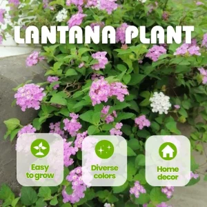 Purple Lantana Live Plant Set, 6-10 Inches Tall, Perennial for Outdoor Gardens - Image 5