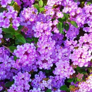 Purple Lantana Live Plant Set, 6-10 Inches Tall, Perennial for Outdoor Gardens - Image 6