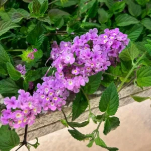 Purple Lantana Live Plant Set, 6-10 Inches Tall, Perennial for Outdoor Gardens - Image 7