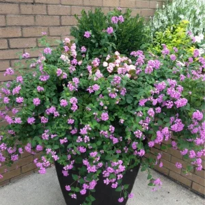 Purple Lantana Live Plant Set, 6-10 Inches Tall, Perennial for Outdoor Gardens - Image 8