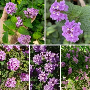 Purple Lantana Live Plant Set, 6-10 Inches Tall, Perennial for Outdoor Gardens - Image 9