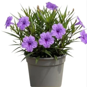 Purple Mexican Petunia Live Plant 3-5 Inch Tall, 4 Inch Pot, Vibrant Blooms, Outdoor - Image 2