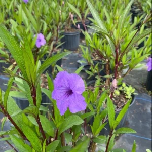 Purple Mexican Petunia Live Plant 3-5 Inch Tall, 4 Inch Pot, Vibrant Blooms, Outdoor - Image 4